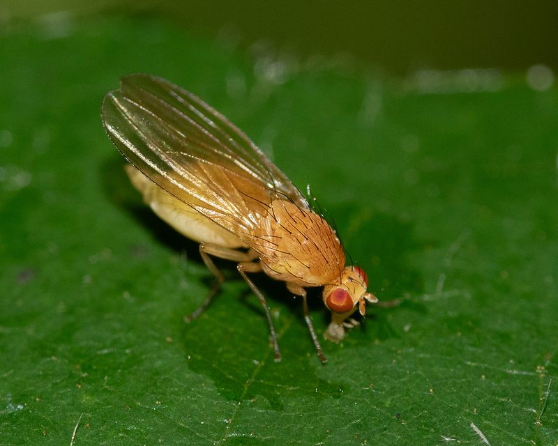 Minettia plumicornis 15-08-25.jpg