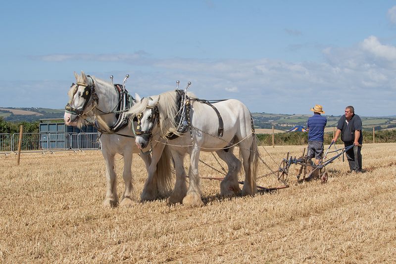 Horse Ploughing 09-08-25 #05.jpg
