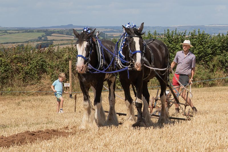 Horse Ploughing 09-08-25 #08.jpg