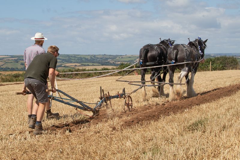 Horse Ploughing 09-08-25 #09.jpg