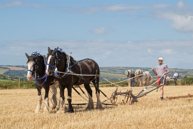Horse Ploughing 09-08-25.jpg