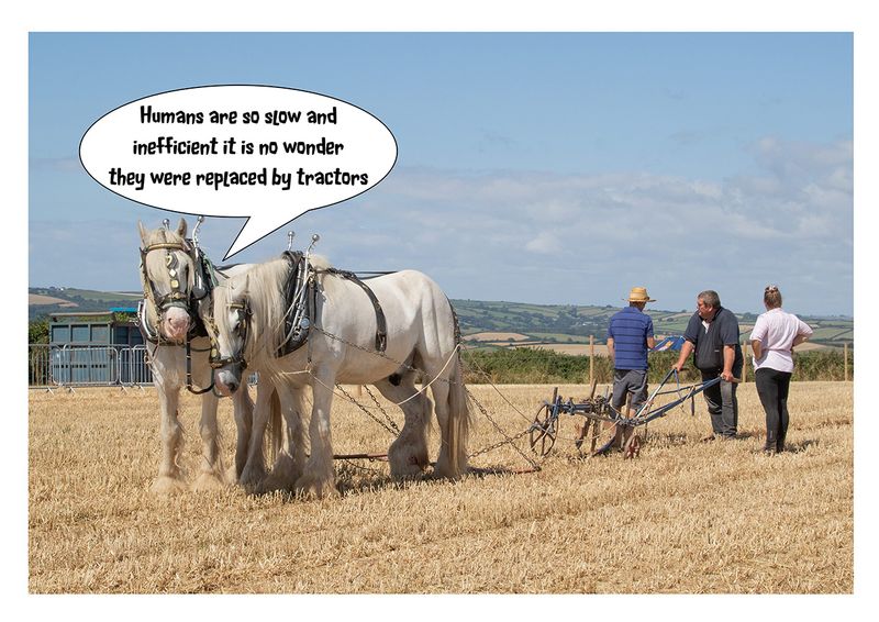 Horse Sense 09-08-25.jpg
