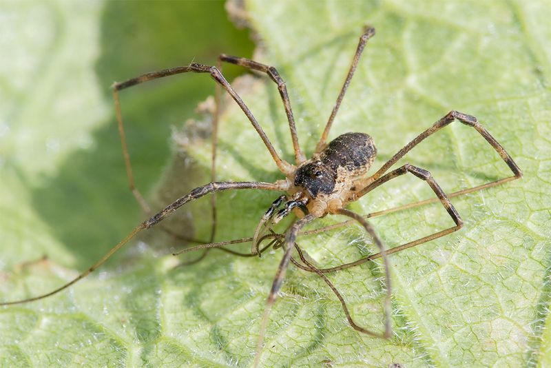 Harvestman - Mitopus morio 22-08-25.jpg