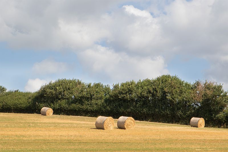 Week 36 - Straw bales at South Milton.jpg