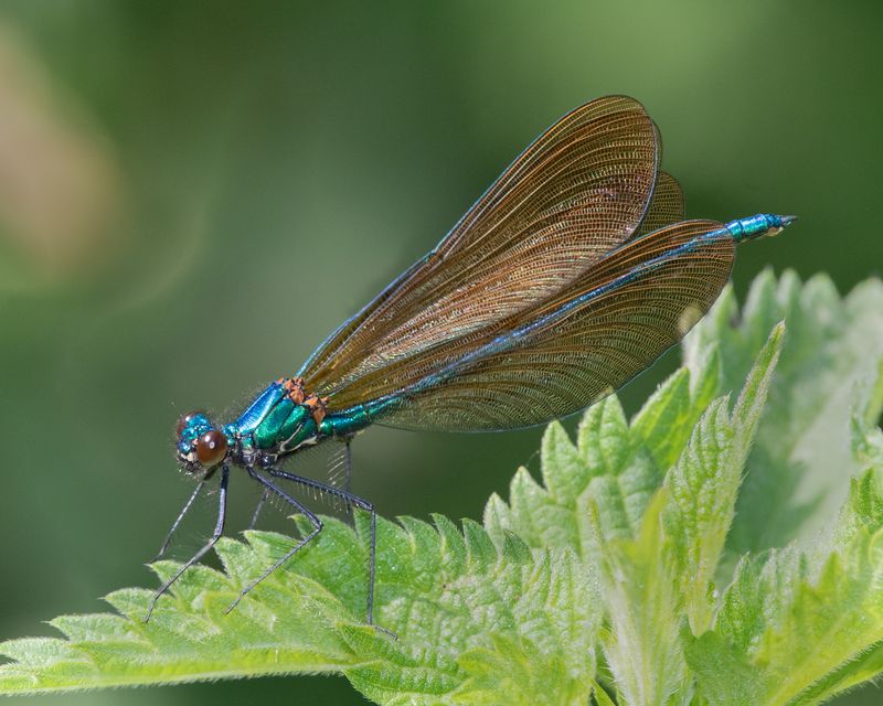 Beautiful Demoiselle - Calopteryx virgo m 22-08-25.jpg