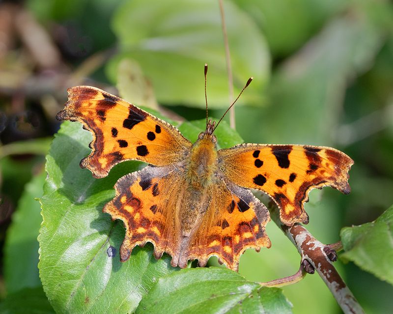 Week 36 - Comma - Polygonia c-album.jpg
