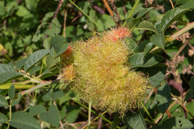 Week 37 - Robins Pincushion Gall - Rose Bedeguar Gall - Diplolepis rosae.jpg