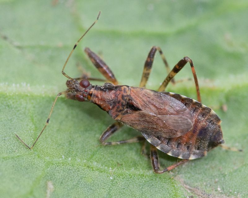 Ant Damsel Bug - Himacerus mirmicoides 08-09-25.jpg
