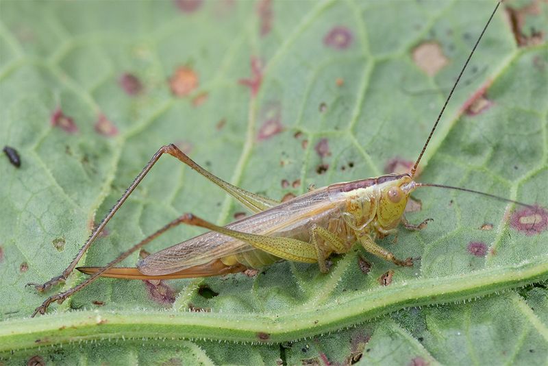 Long-winged Conehead - Conocephalus fuscus f brown form 08-09-25 #2.jpg