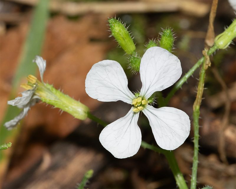 Wild Radish - Raphanus rhapanistrum 06-09-25.jpg