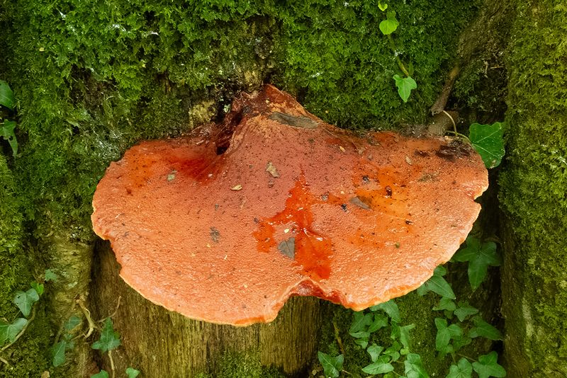Beefsteak Fungus - Fistulina hepatica 11-09-25.jpg