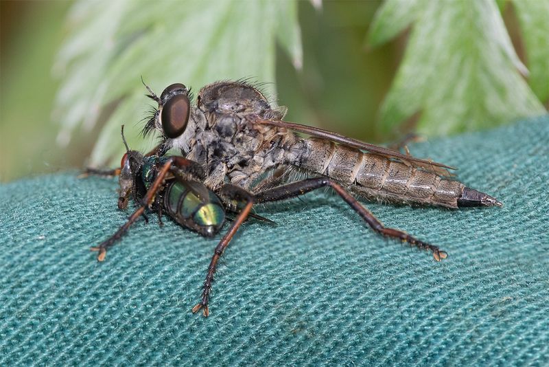 Kite-tailed Robberfly - Machimus atricapillus f 08-09-25.jpg