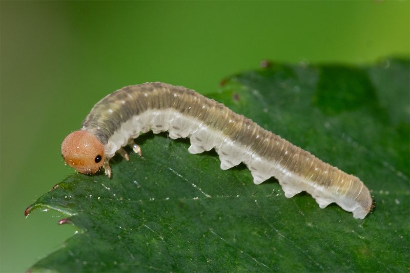 Sawfly larva 08-09-25.jpg