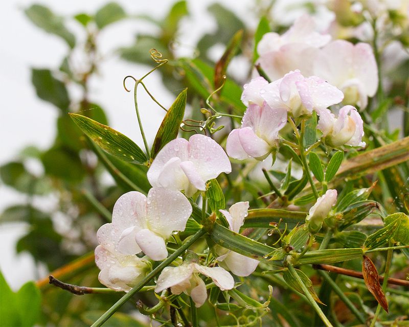 Lasrt of the Sweet Pea flowers 17-09-25 copy.jpg