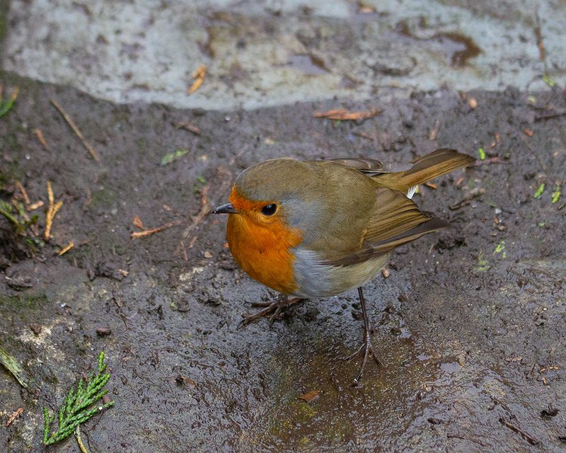 Robin - careful where I step  17-09-25-09-#3946 copy.jpg