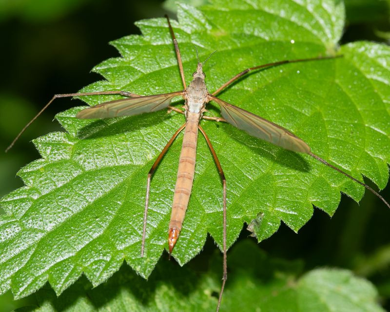 Cranefly - Tipula paludosa f 28-09-25.jpg