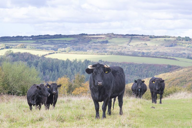 Woodleigh Wood Cattle - we dont want you in our field 28-09-25 #2926.jpg