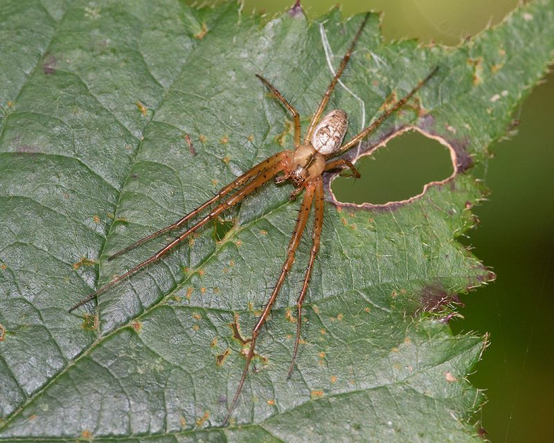 Metellina segmenta28-09-25.jpg