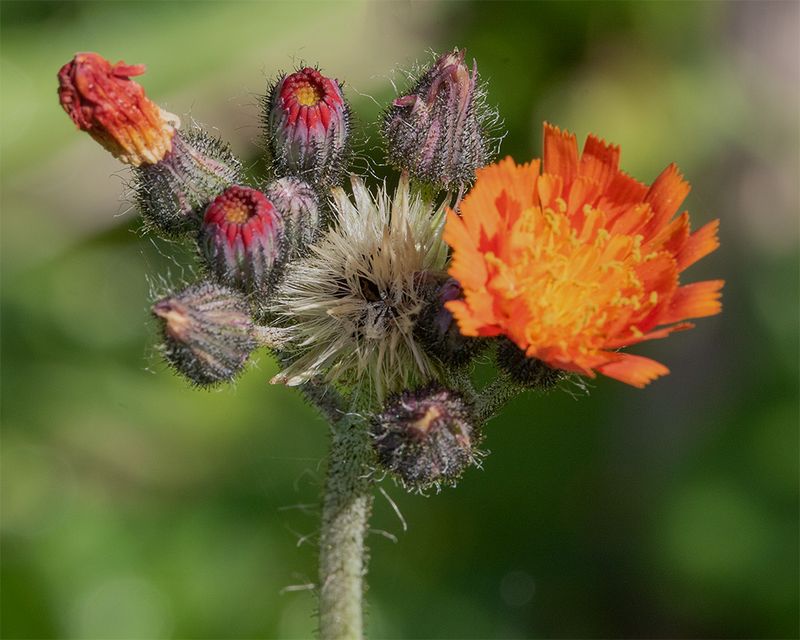 Fox & Cubs - Pilosella aurantiaca Woodleigh Wood 28-09-25.jpg