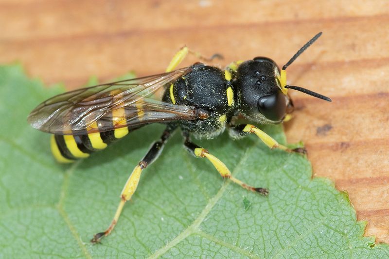 Digger Wasp - Ectemnius lituratus 08-08-25.jpg