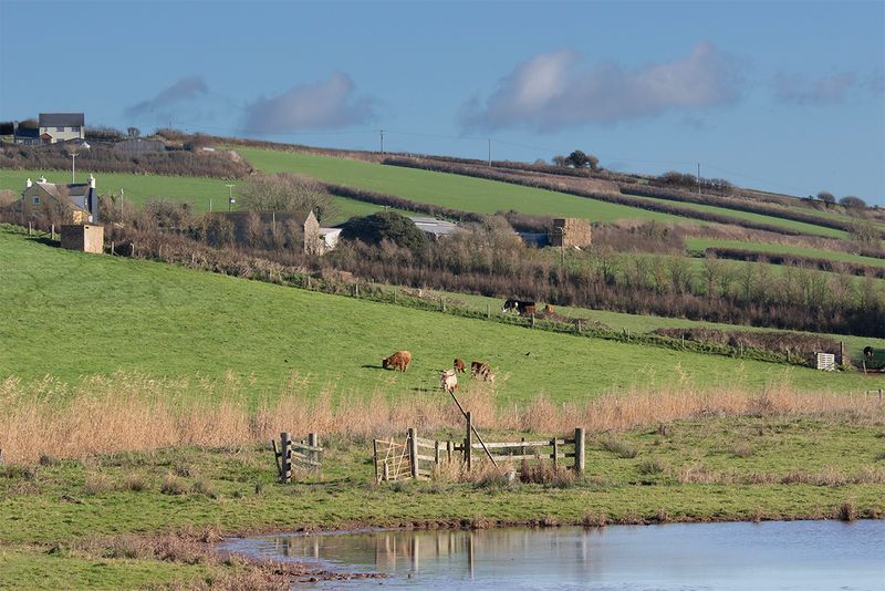 South  Huish Ley 20-11-25 #4845.jpg