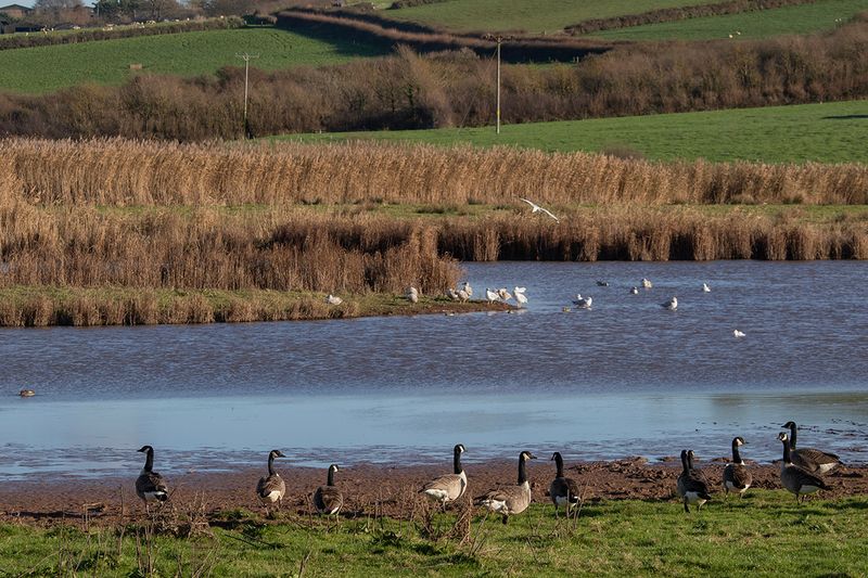 South Huish Ley 20-11-25.jpg