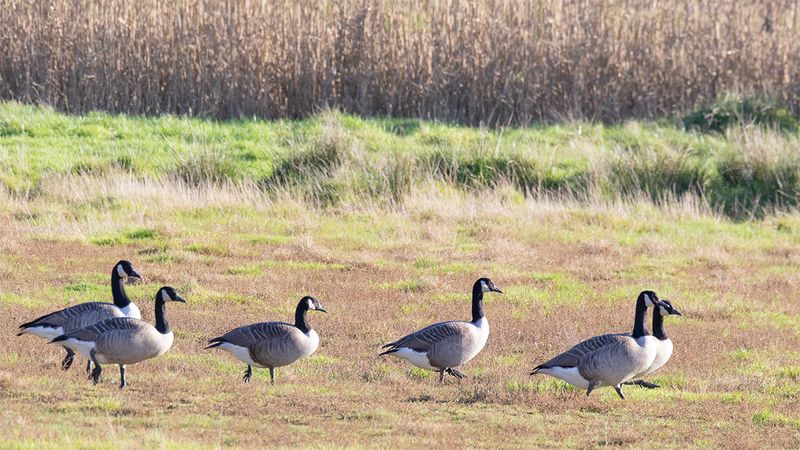 2025 Images linked to other sites