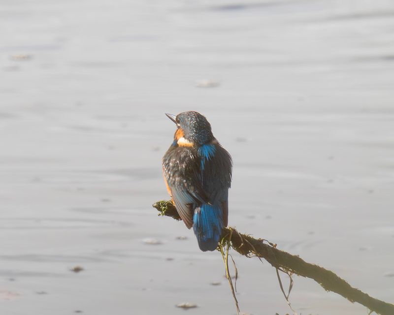 2025 Images linked to other sites