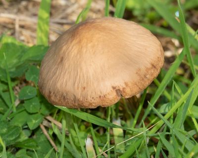 Panaeolus fimicola 28-10-22.jpg