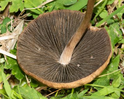 Panaeolus fimicola 28-10-22 underside.jpg