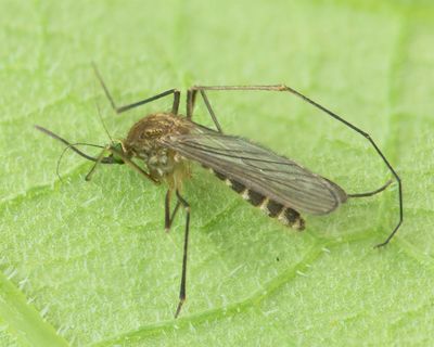 Summer Winter Gnat - Cladoneura hirtipennis 28-10-22.jpg