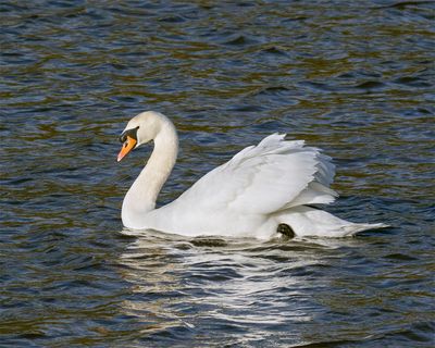 Week 02 - Swan.jpg