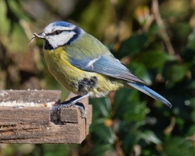 Blue Tit - odd beak 19-02-23.jpg