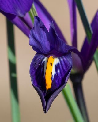 Iris reticulata 26-02-23 closer.jpg