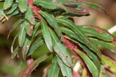 Wood Spurge - Euphorbia amygdaloides -leaves 01-05-23.jpg