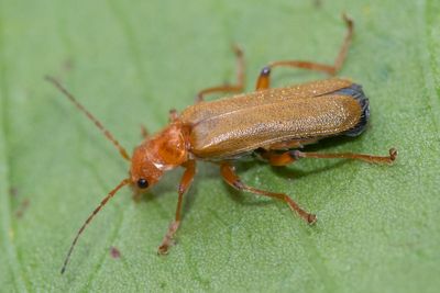 Cantharis cryptica 12-05-23 alt.jpg