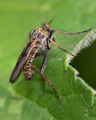 Empis tessellata 12-05-23 #2718 copy.jpg