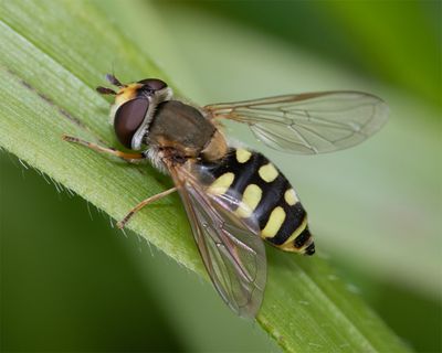 Eupeodes corollae f 12-05-23.jpg