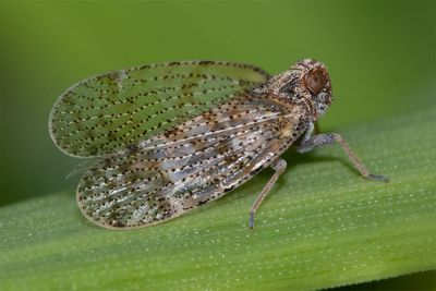 Lacehopper - Tachycixius pilosus 12-05-23.jpg