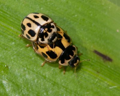 14 spot Ladybird 12-05-23 #2832 copy.jpg