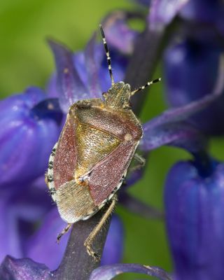 Hairy Shieldbug - Dolycoris baccarum 12-05-23.jpg