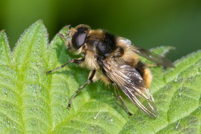 Cheilosia illustrata m 13-05-23.jpg