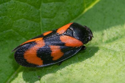 Red & Black Froghopper - Cercopis vulnerata 13-05-23.jpg