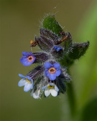 Week 20 - Changing Forget-me-not - Myosotis discolor.jpg