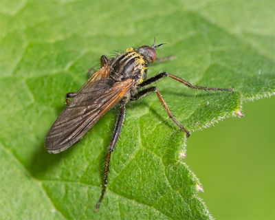 Empis tessellata 12-05-23.jpg