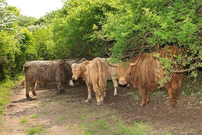 Week 21 - Cattle behind Overbecks - Salcombe 19-05-23 #3.jpg