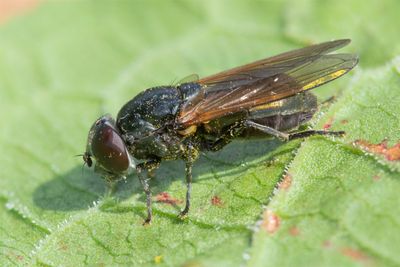 Cheilosia impressa f 21-05-23.jpg