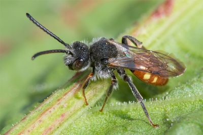 Nomada fabriciana - Fabricius Nomad Bee m 21-05-23 side.jpg