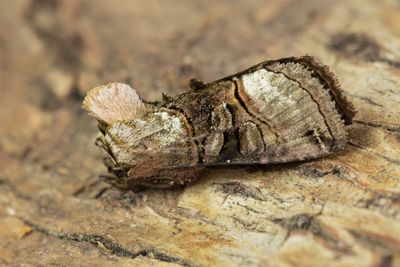 Moth - Spectacle - Abrostola tripartita 22-05-23.jpg