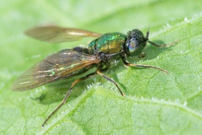 Broad Centurion Solderfly - Chloromyia formosa 25-05-23.jpg